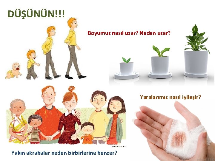 DÜŞÜNÜN!!! Boyumuz nasıl uzar? Neden uzar? Yaralarımız nasıl iyileşir? Yakın akrabalar neden birbirlerine benzer?