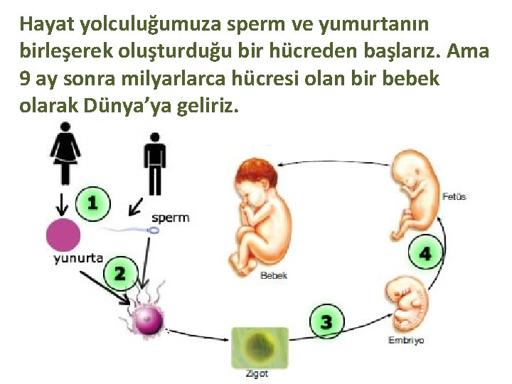 Hayat yolculuğumuza sperm ve yumurtanın birleşerek oluşturduğu bir hücreden başlarız. Ama 9 ay sonra