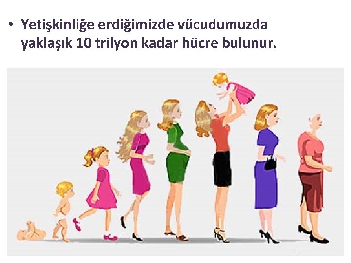  • Yetişkinliğe erdiğimizde vücudumuzda yaklaşık 10 trilyon kadar hücre bulunur. 