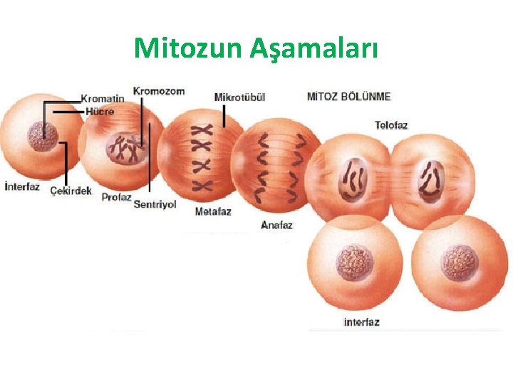 Mitozun Aşamaları 