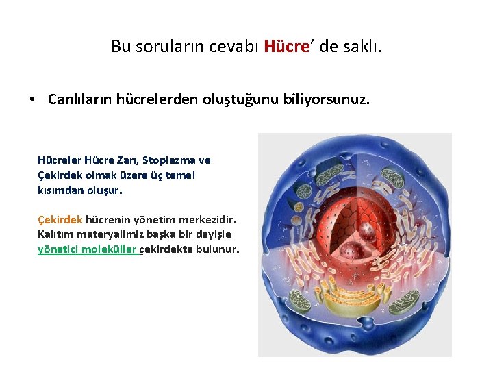 Bu soruların cevabı Hücre’ de saklı. • Canlıların hücrelerden oluştuğunu biliyorsunuz. Hücreler Hücre Zarı,