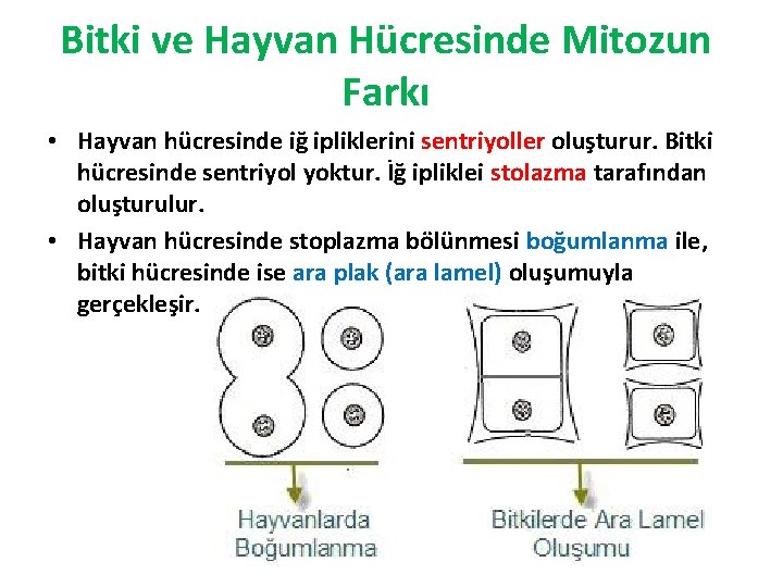 Bitki ve Hayvan Hücresinde Mitozun Farkı • Hayvan hücresinde iğ ipliklerini sentriyoller oluşturur. Bitki