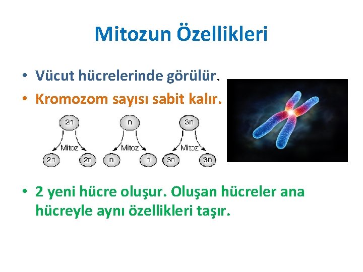 Mitozun Özellikleri • Vücut hücrelerinde görülür. • Kromozom sayısı sabit kalır. • 2 yeni