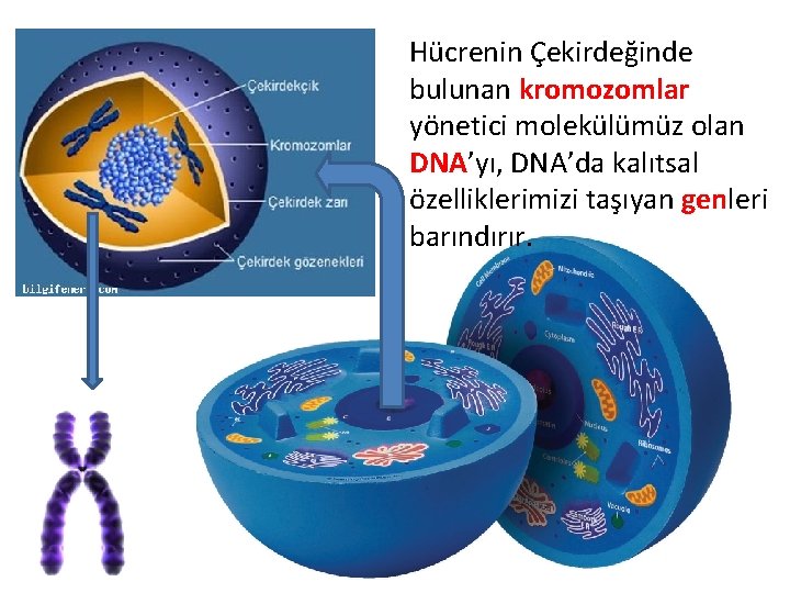 Hücrenin Çekirdeğinde bulunan kromozomlar yönetici molekülümüz olan DNA’yı, DNA’da kalıtsal özelliklerimizi taşıyan genleri barındırır.