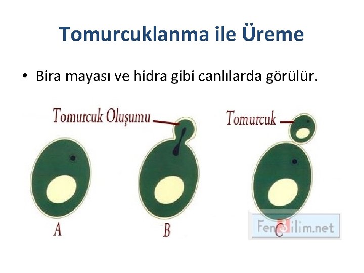 Tomurcuklanma ile Üreme • Bira mayası ve hidra gibi canlılarda görülür. 