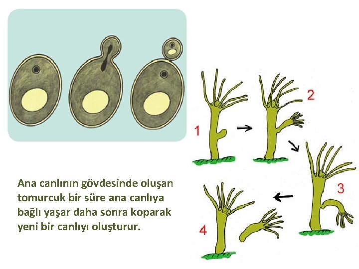 Ana canlının gövdesinde oluşan tomurcuk bir süre ana canlıya bağlı yaşar daha sonra koparak