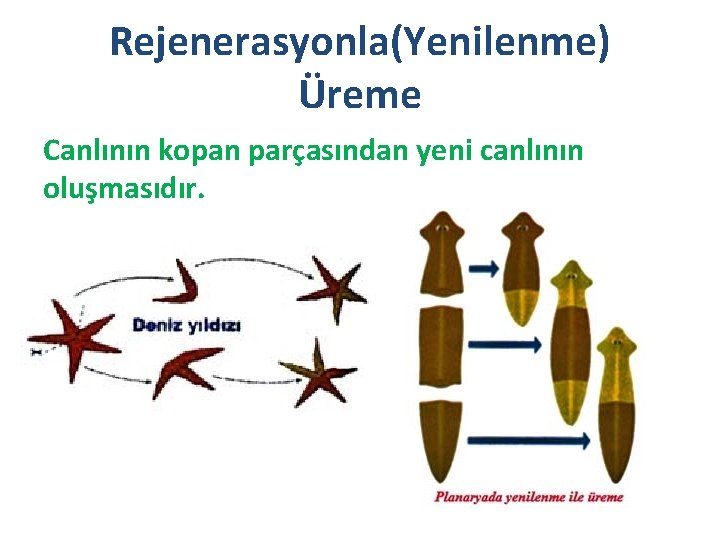 Rejenerasyonla(Yenilenme) Üreme Canlının kopan parçasından yeni canlının oluşmasıdır. 