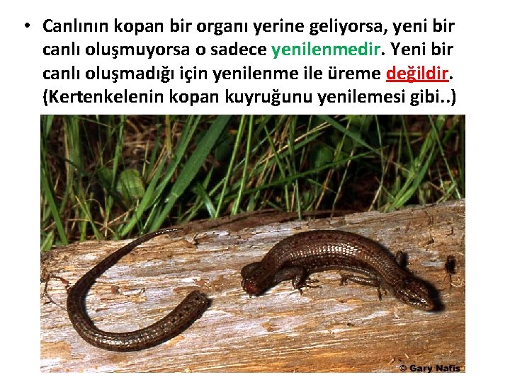  • Canlının kopan bir organı yerine geliyorsa, yeni bir canlı oluşmuyorsa o sadece