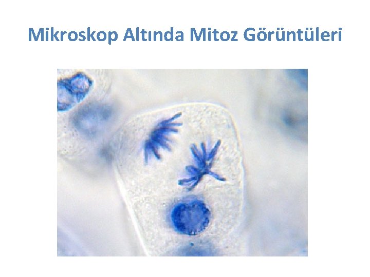 Mikroskop Altında Mitoz Görüntüleri 