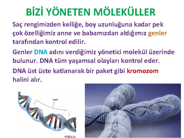 BİZİ YÖNETEN MÖLEKÜLLER Saç rengimizden kelliğe, boy uzunluğuna kadar pek çok özelliğimiz anne ve