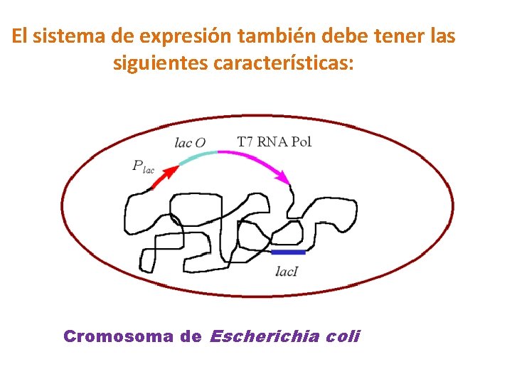 El sistema de expresión también debe tener las siguientes características: Cromosoma de Escherichia coli