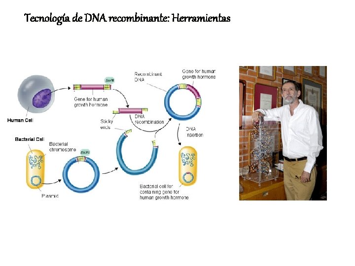 Tecnología de DNA recombinante: Herramientas 