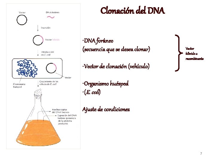 Clonación del DNA • DNA foráneo (secuencia que se desea clonar) Vector híbrido o