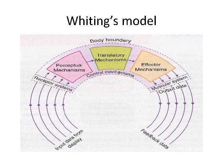 Whiting’s model 