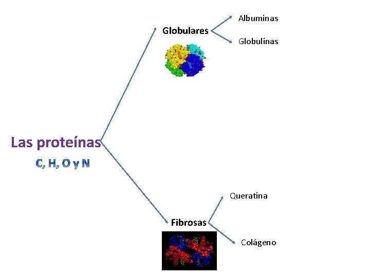 Albuminas Globulares Globulinas Las proteínas Queratina Fibrosas Colágeno 