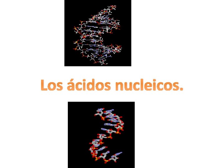 Los ácidos nucleicos. 