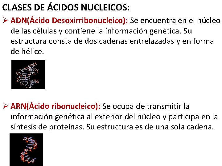 CLASES DE ÁCIDOS NUCLEICOS: Ø ADN(Ácido Desoxirribonucleico): Se encuentra en el núcleo de las