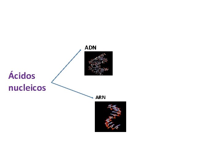 ADN Ácidos nucleicos ARN 