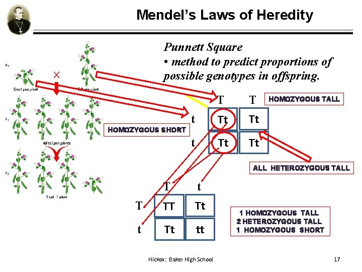 Mendel’s Laws of Heredity Punnett Square • method to predict proportions of possible genotypes