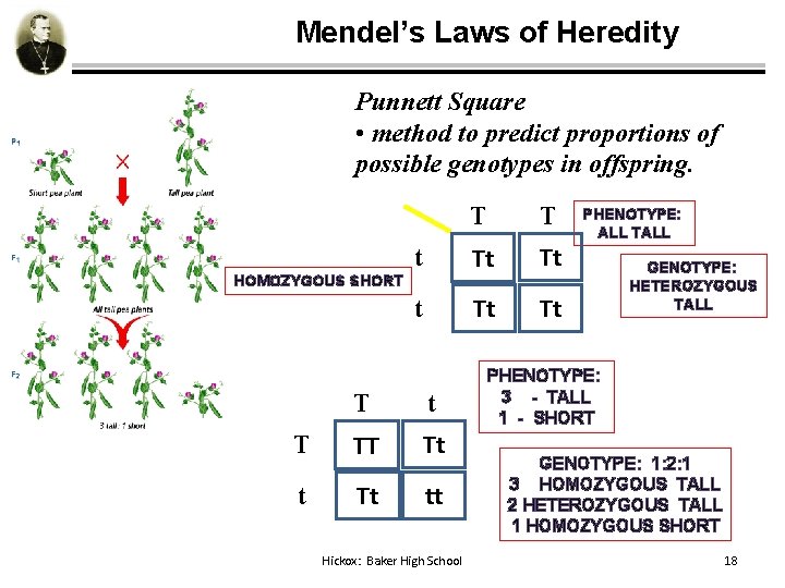 Mendel’s Laws of Heredity Punnett Square • method to predict proportions of possible genotypes