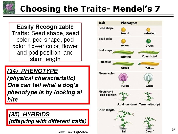 Choosing the Traits- Mendel’s 7 Easily Recognizable Traits: Seed shape, seed color, pod shape,