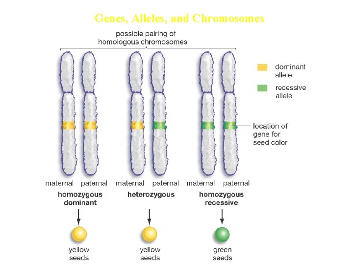 Genes, Alleles, and Chromosomes 