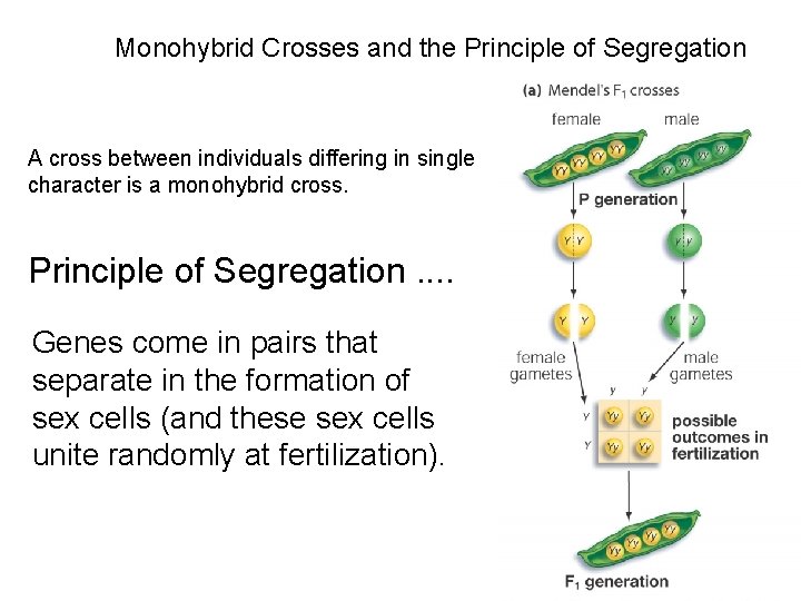 Monohybrid Crosses and the Principle of Segregation A cross between individuals differing in single