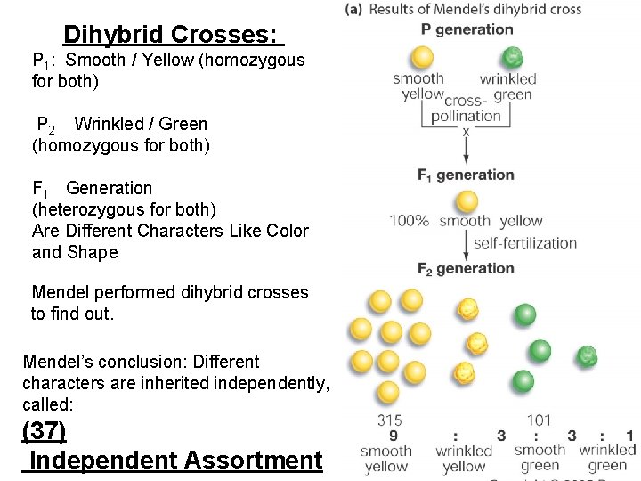 Dihybrid Crosses: P 1: Smooth / Yellow (homozygous for both) P 2 Wrinkled /