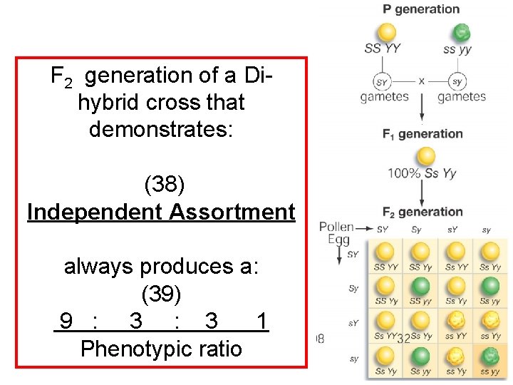 F 2 generation of a Dihybrid cross that demonstrates: (38) Independent Assortment always produces