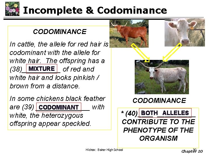 Incomplete & Codominance CODOMINANCE In cattle, the allele for red hair is codominant with