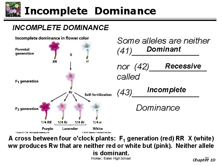 Incomplete Dominance INCOMPLETE DOMINANCE Some alleles are neither Dominant (41)_______ Recessive nor (42)______ called