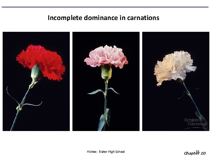 Incomplete dominance in carnations Hickox: Baker High School 33 Chapter 10 