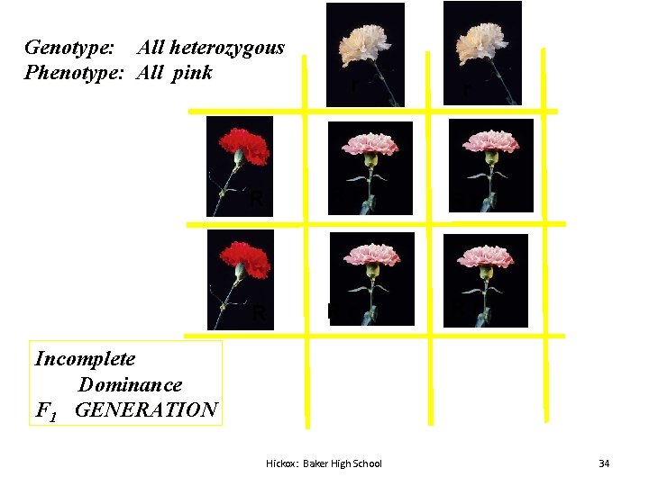 Genotype: All heterozygous Phenotype: All pink r r R Rr Rr Incomplete Dominance F