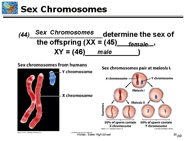 Sex Chromosomes determine the sex of (44)___________ the offspring (XX = (45)_____, female XY