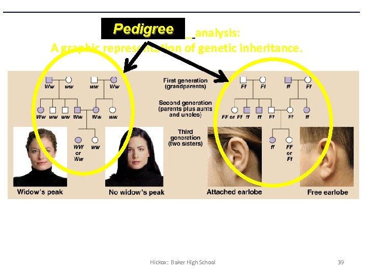 Pedigree ______ analysis: A graphic representation of genetic inheritance. Hickox: Baker High School 39