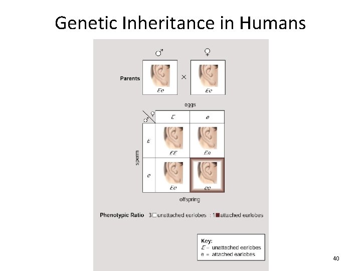 Genetic Inheritance in Humans 40 Hickox: Baker High School 