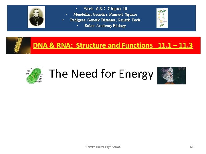  • Week 6 & 7 Chapter 10 • Mendelian Genetics, Punnett Square •