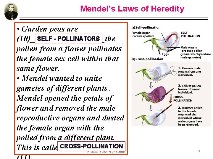 Mendel’s Laws of Heredity • Garden peas are SELF - POLLINATORS (10)_________the pollen from