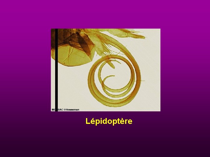 Lépidoptère 