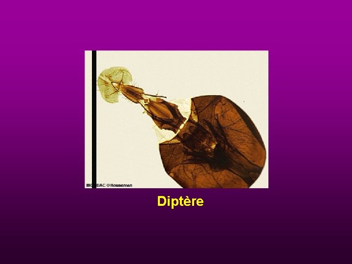 Diptère 