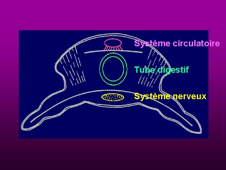 Système circulatoire Tube digestif Système nerveux 
