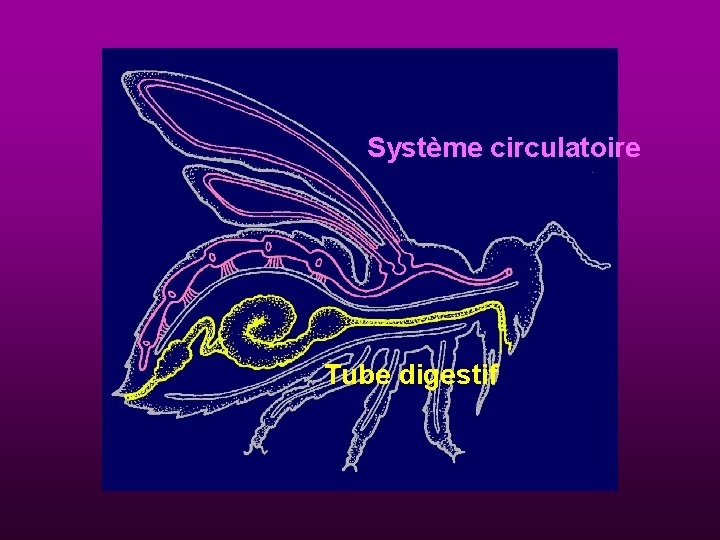 Système circulatoire Tube digestif 