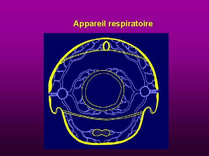 Appareil respiratoire 