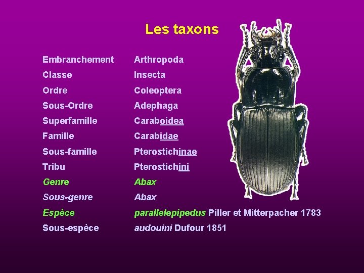 Les taxons Embranchement Arthropoda Classe Insecta Ordre Coleoptera Sous-Ordre Adephaga Superfamille Caraboidea Famille Carabidae