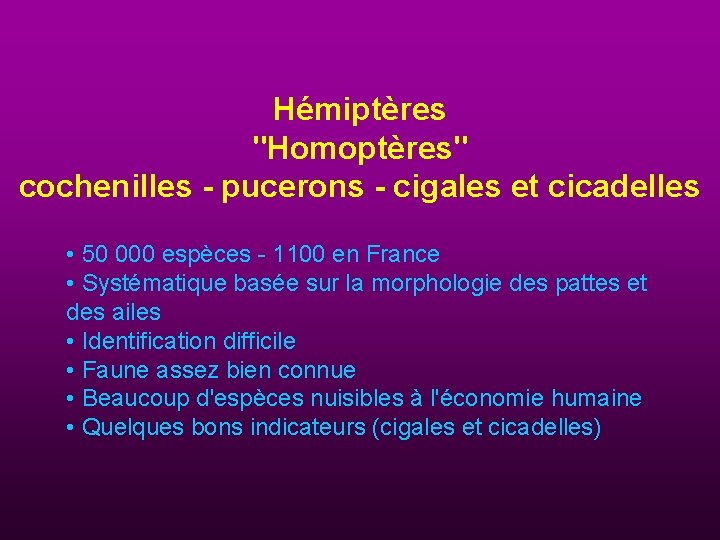 Hémiptères "Homoptères" cochenilles - pucerons - cigales et cicadelles • 50 000 espèces -