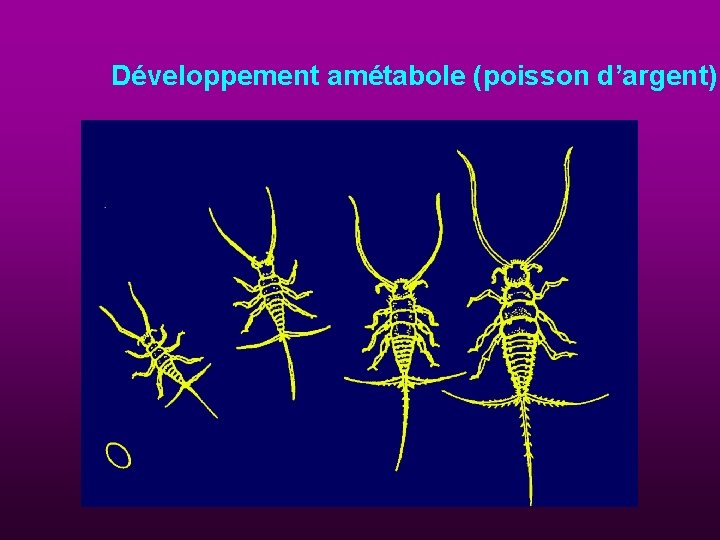 Développement amétabole (poisson d’argent) 