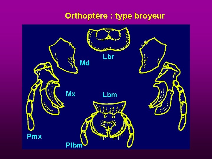 Orthoptère : type broyeur Md Mx Pmx Plbm Lbr Lbm 