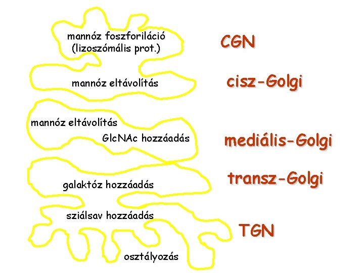 mannóz foszforiláció (lizoszómális prot. ) mannóz eltávolítás Glc. NAc hozzáadás galaktóz hozzáadás sziálsav hozzáadás