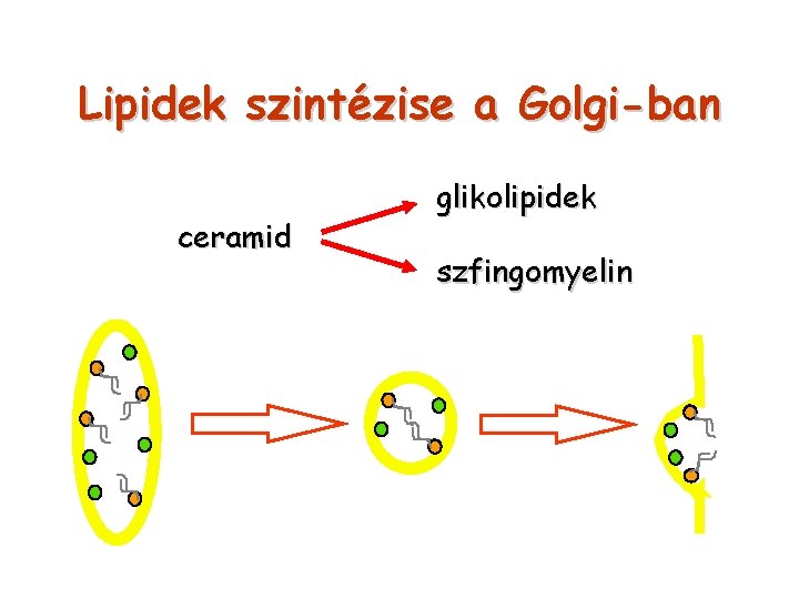 Lipidek szintézise a Golgi-ban ceramid glikolipidek szfingomyelin 