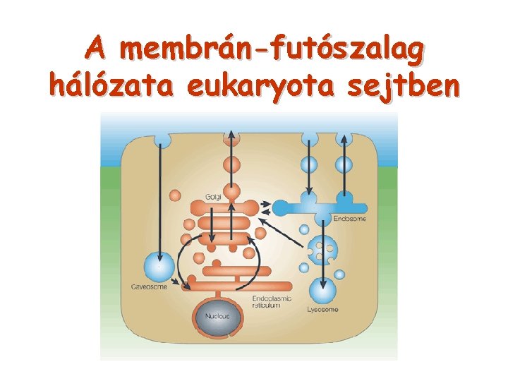 A membrán-futószalag hálózata eukaryota sejtben 